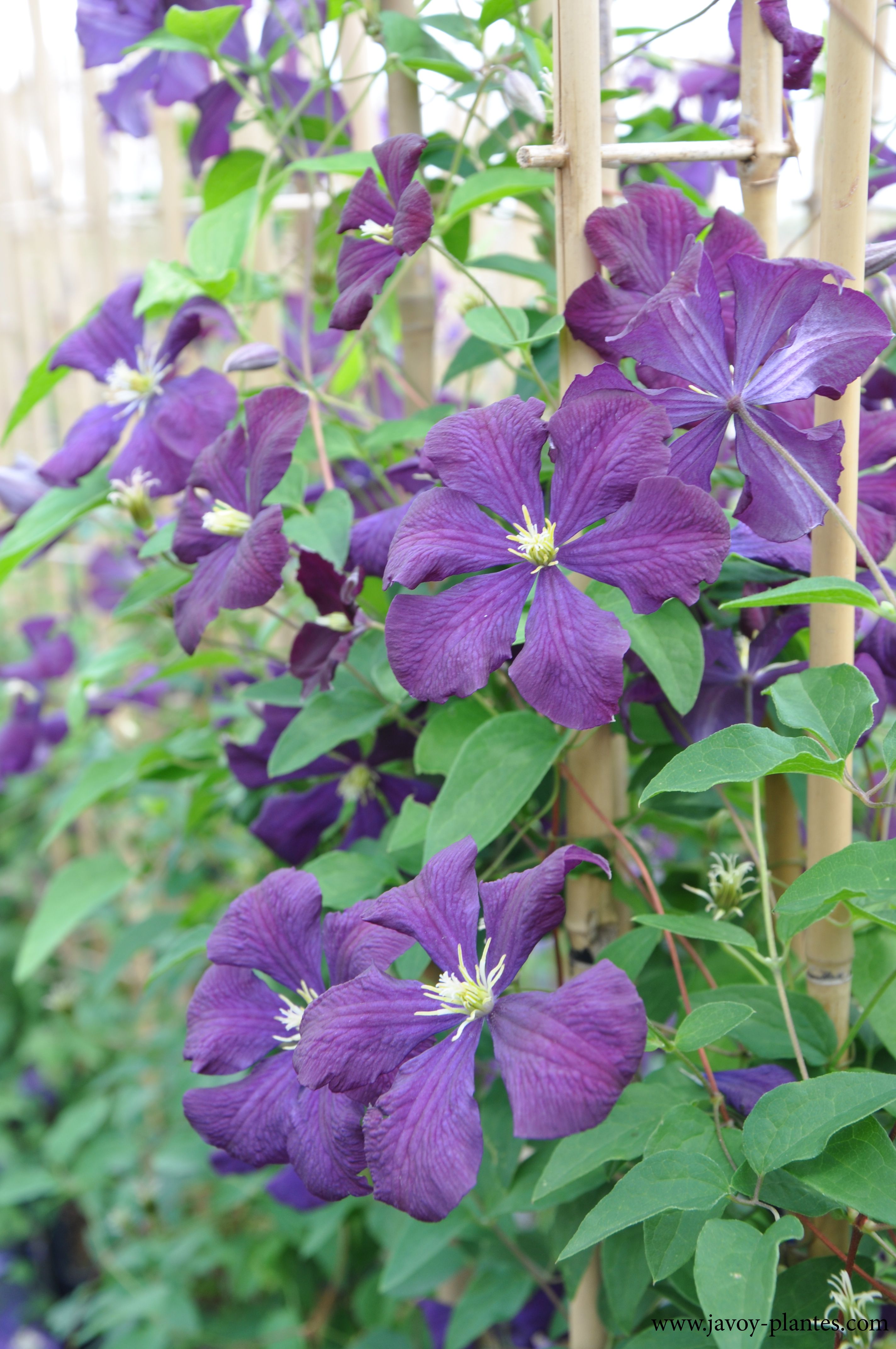 Clematis viticella 'Etoile Violette'